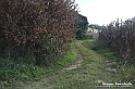 VBS_5352 - La solita strada... il grano da crescere, i campi da arare...